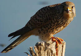 Common Kestrel