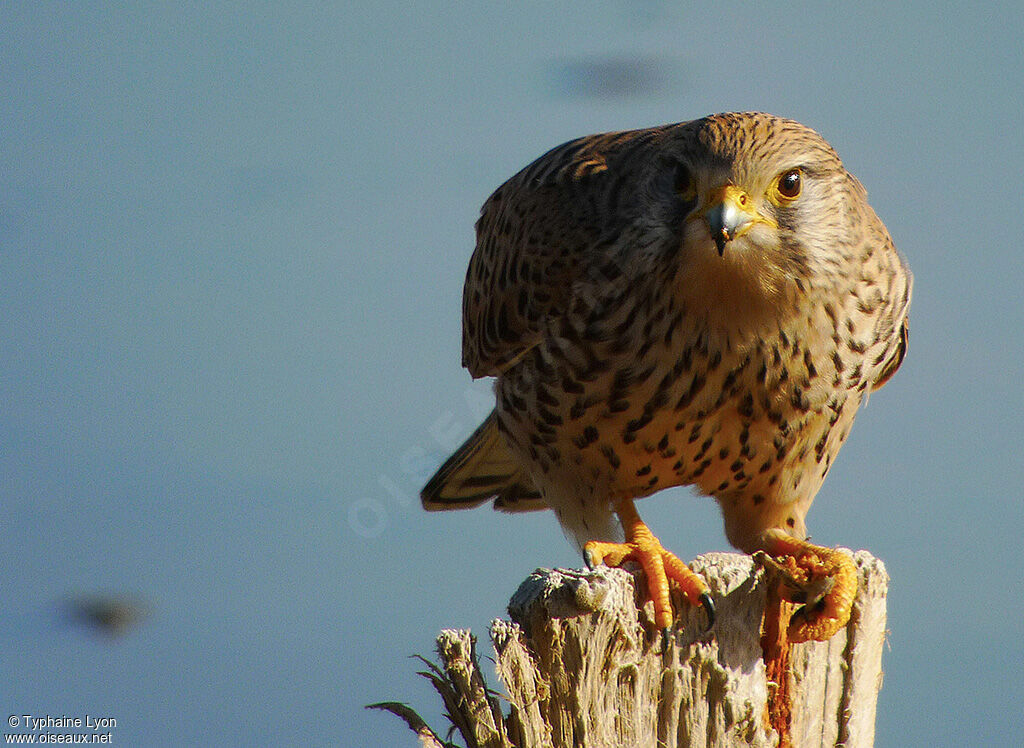 Common Kestrel