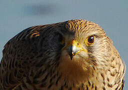 Common Kestrel