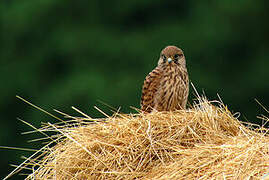 Common Kestrel