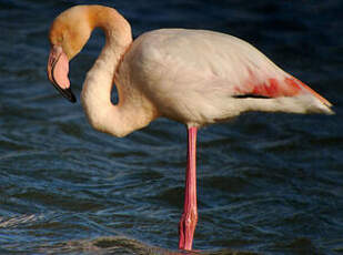 Flamant rose