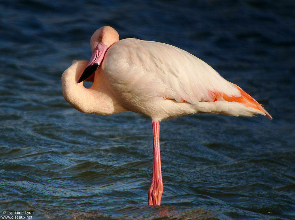 Greater Flamingoadult