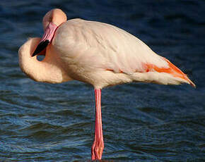 Flamant rose