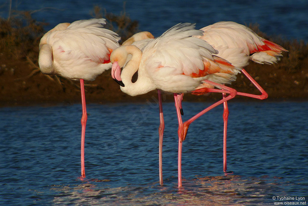 Flamant roseadulte