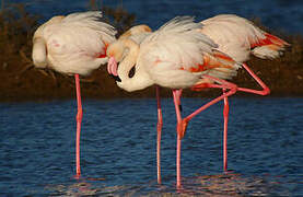 Greater Flamingo