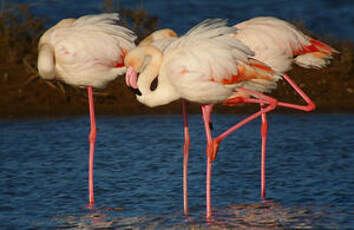 Flamant rose