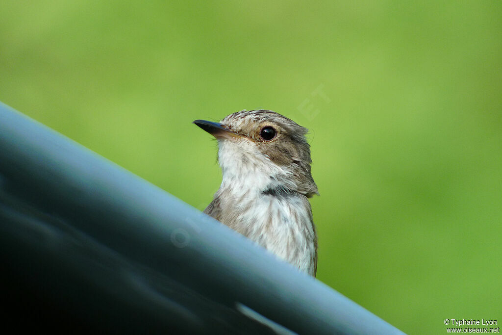 Spotted Flycatcher