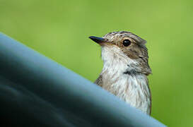 Spotted Flycatcher