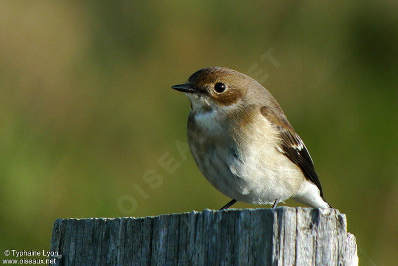 European Pied Flycatcher