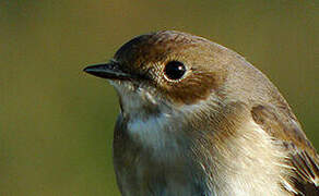 European Pied Flycatcher