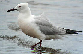 Slender-billed Gull