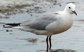 Slender-billed Gull