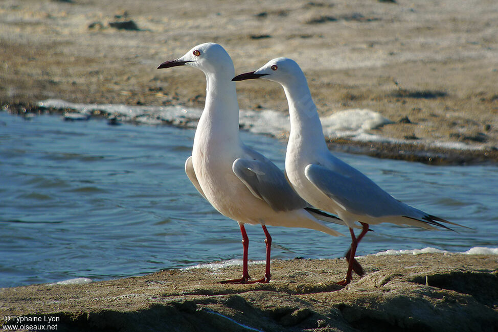 Slender-billed Gull