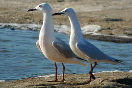 Slender-billed Gull