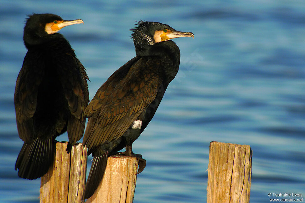 Great Cormorant