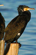 Great Cormorant