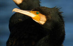 Great Cormorant