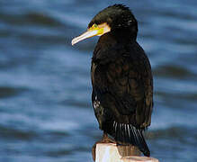 Great Cormorant