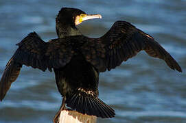 Great Cormorant