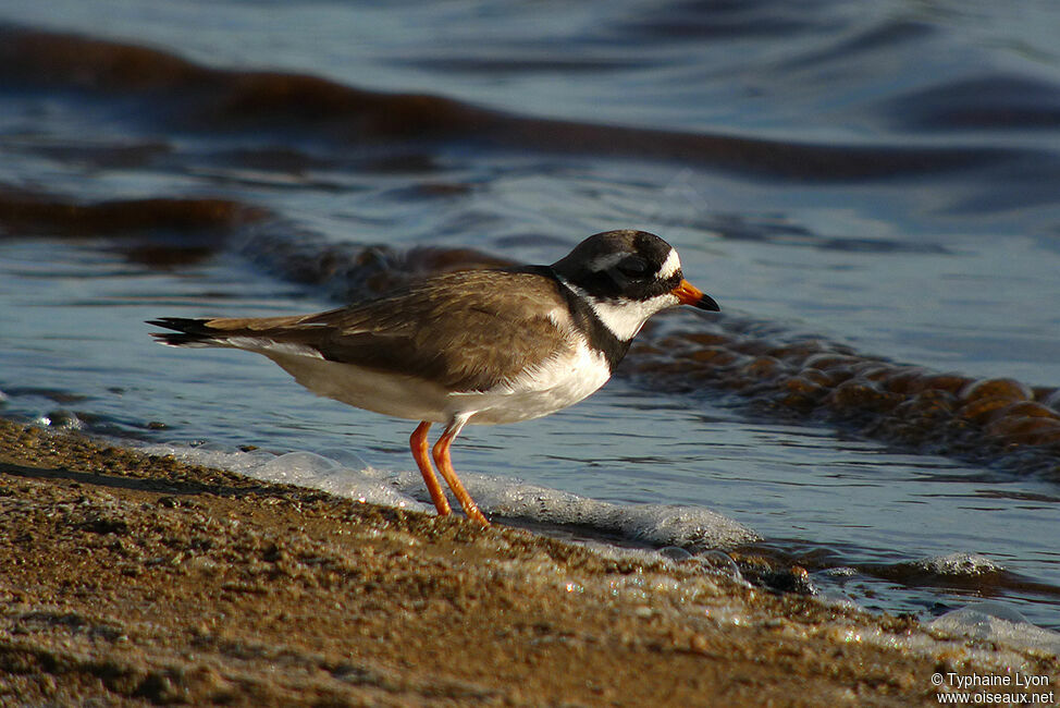 Common Ringed Plover