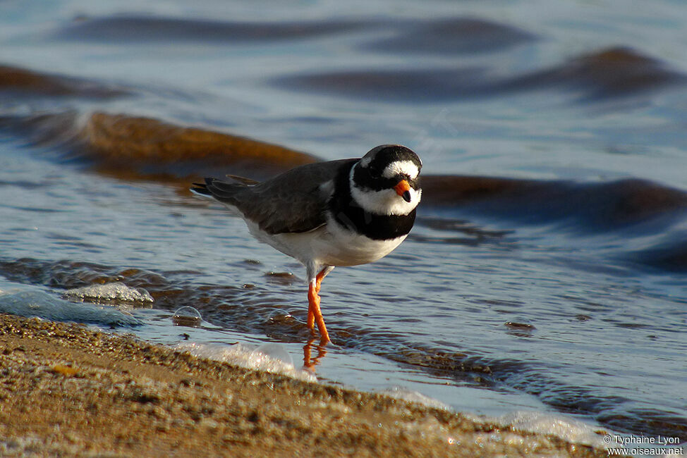 Common Ringed Plover