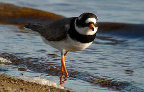 Common Ringed Plover