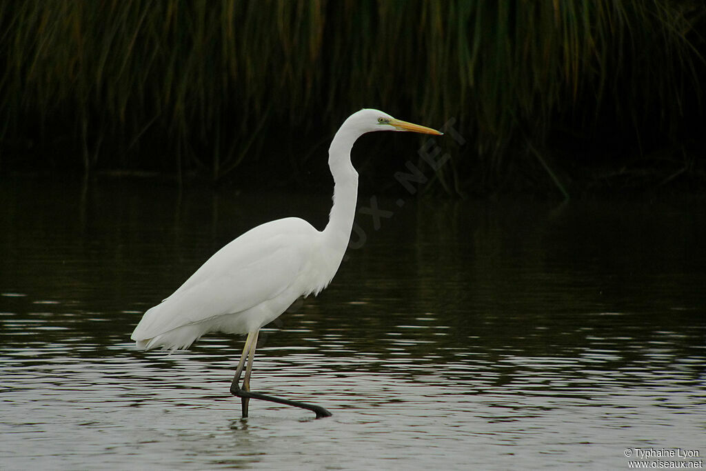 Grande Aigrette