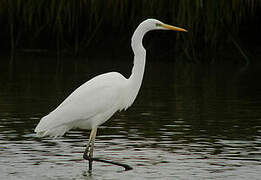 Grande Aigrette