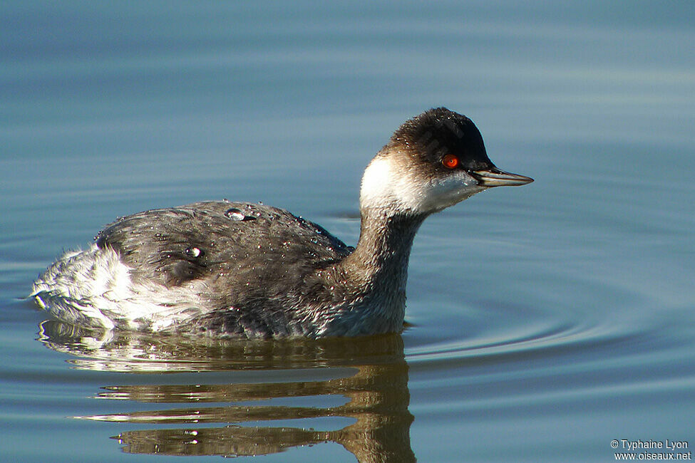 Black-necked Grebe