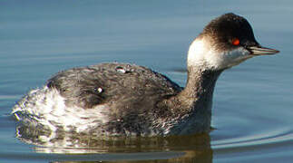 Black-necked Grebe