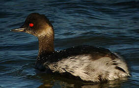 Black-necked Grebe