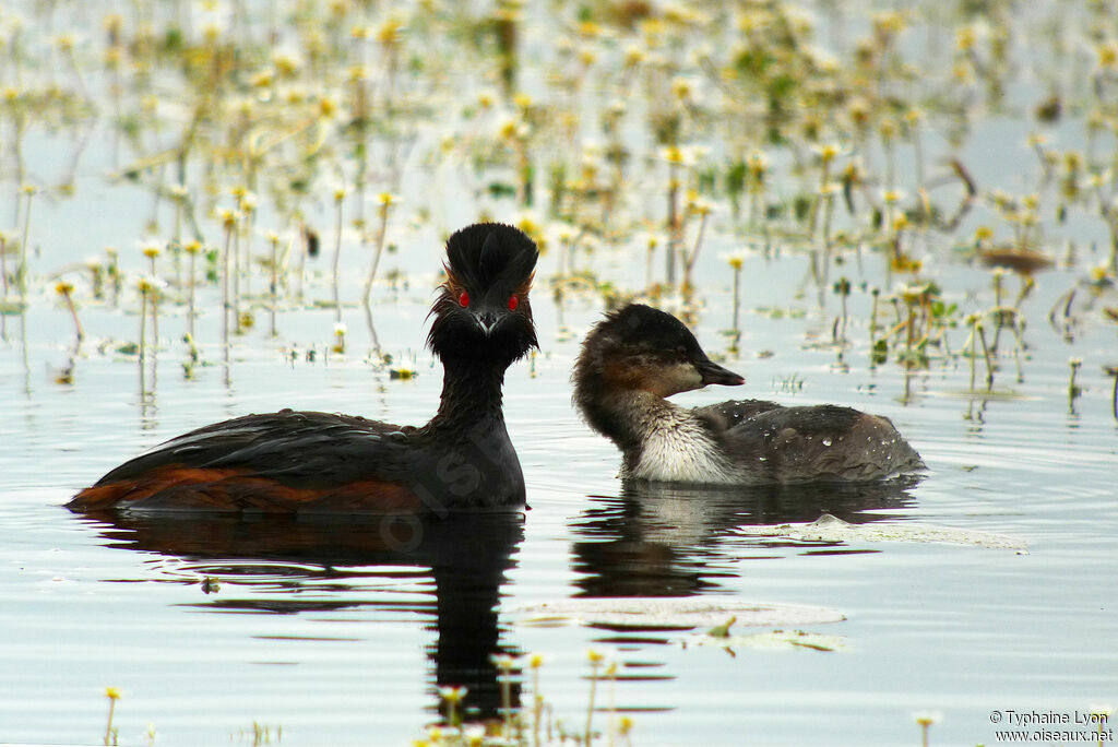 Black-necked Grebe, Reproduction-nesting