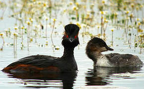 Black-necked Grebe