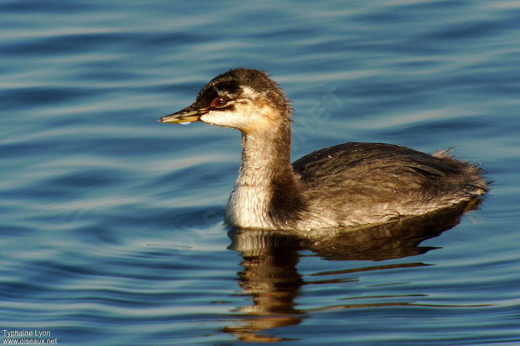 Grèbe à cou noirjuvénile, identification