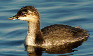 Black-necked Grebe