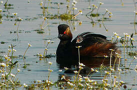 Black-necked Grebe