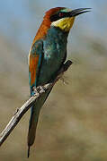 European Bee-eater