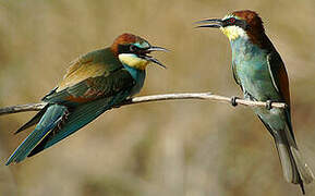 European Bee-eater