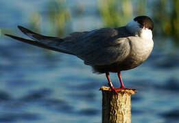 Whiskered Tern