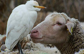 Western Cattle Egret