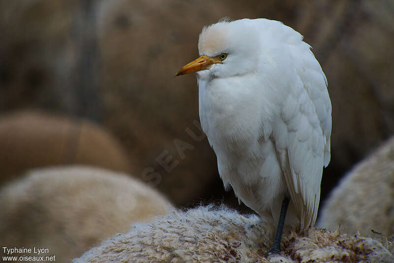 Western Cattle Egret, Behaviour