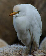 Western Cattle Egret