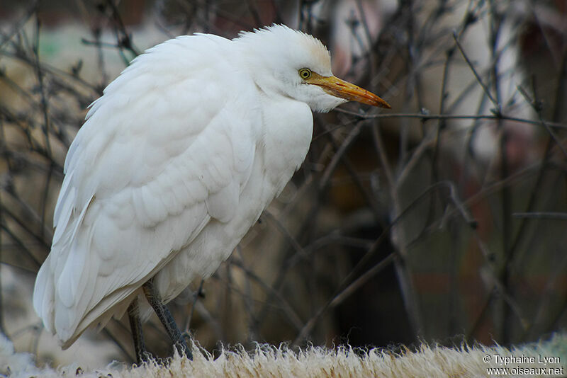 Western Cattle Egret