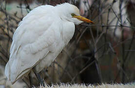 Western Cattle Egret