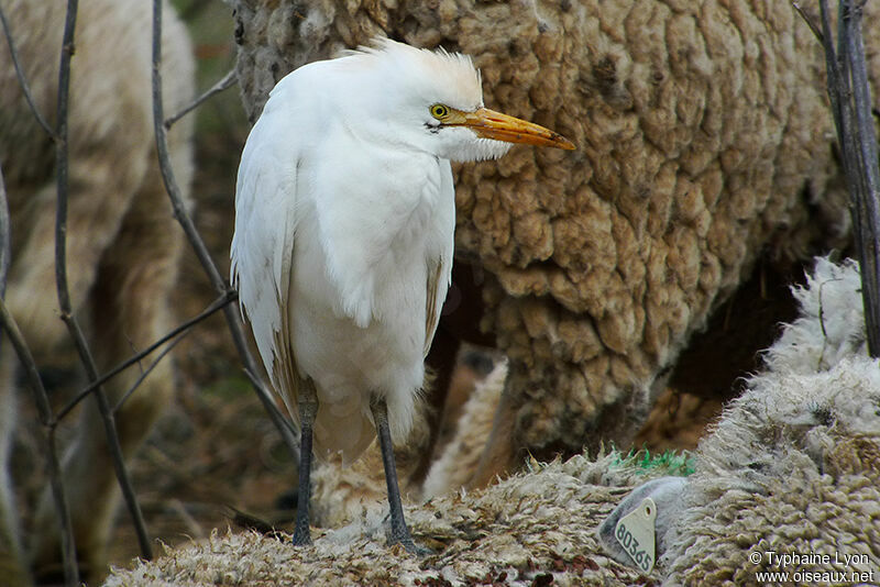 Western Cattle Egret