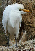 Western Cattle Egret