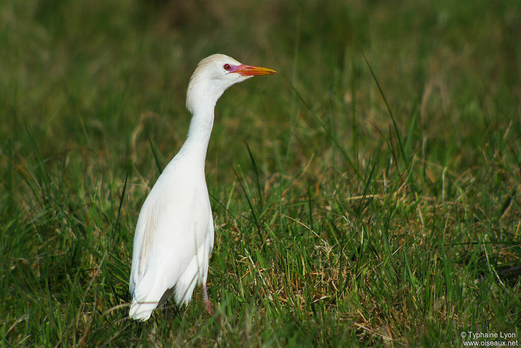 Western Cattle Egret