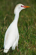 Western Cattle Egret