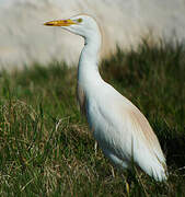 Western Cattle Egret