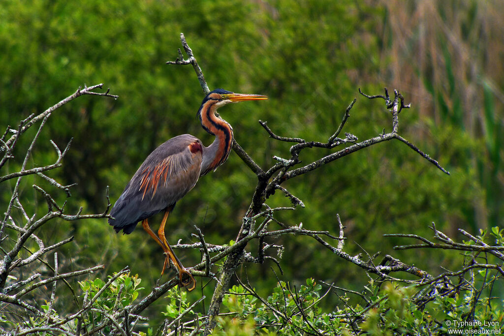 Purple Heronadult breeding